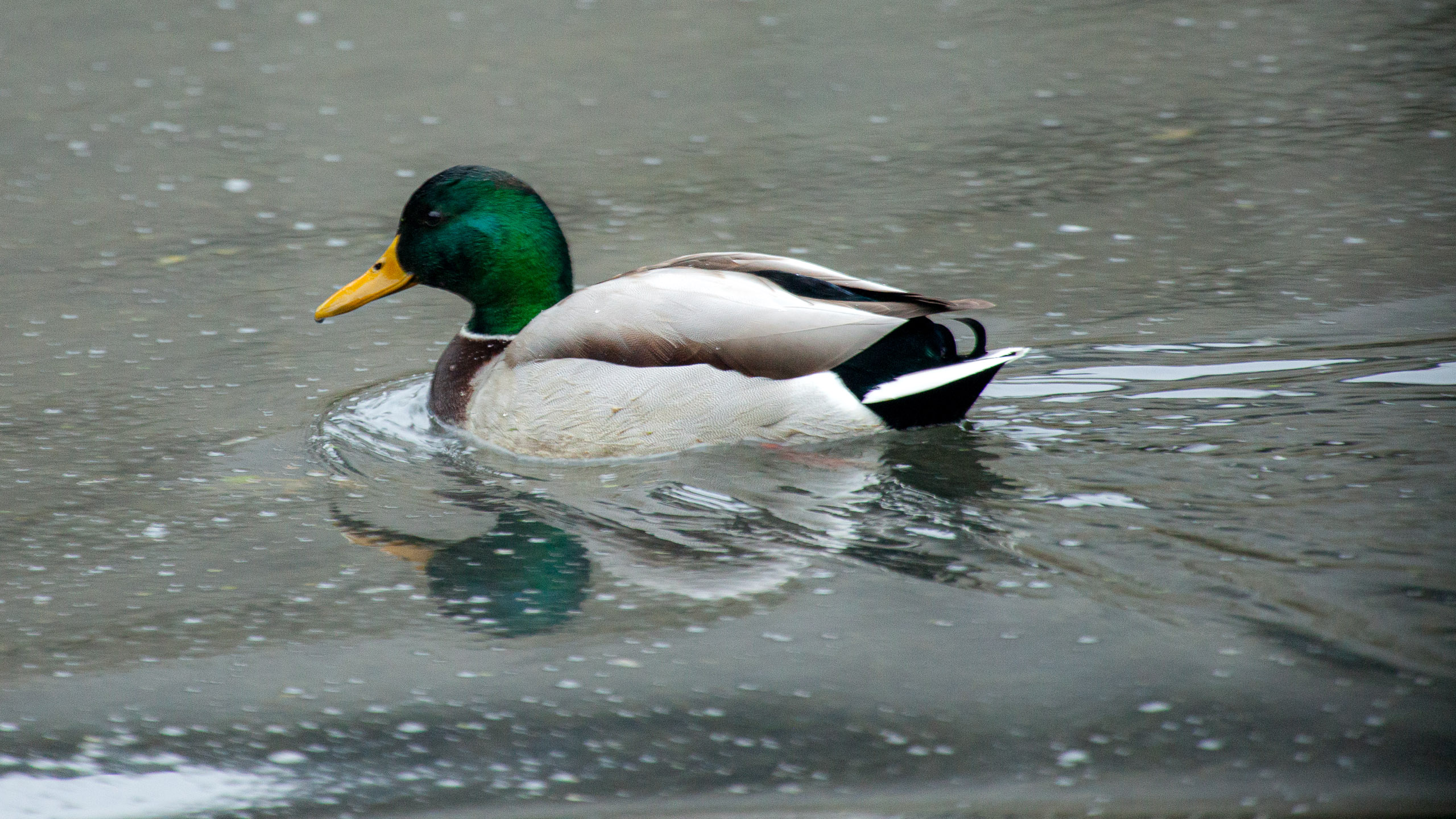 20120225075650 IMG 3481